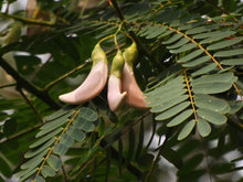 Heron Seeds for a colorful addition to any planting