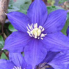 Clematis Bulbs for seasonal color across the Garden