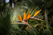 Bird of Paradise Strelitzia Reginae Seeds for a colorful addition to any planting