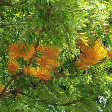 Grevillea Seeds (Grevillea spp.) for a lasting display in the Tropical Garden