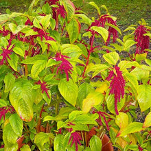 Love Lies Bleeding Seeds (Amaranthus caudatus) for a lasting display in the Flower Bed
