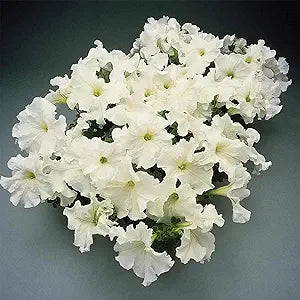 Petunia Petunia Hybrida Flower Seeds for Planting – Versatile Variety for Garden Borders and Hanging Pots