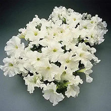 Petunia Petunia Hybrida Flower Seeds for Planting – Versatile Variety for Garden Borders and Hanging Pots