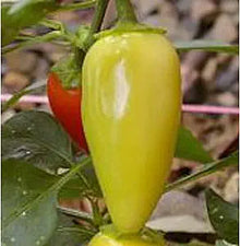 Jaloro (Pepper Capsicum annuum vegetable) for planting in garden