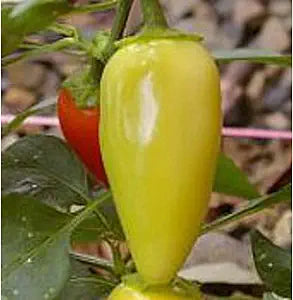 Jaloro (Pepper Capsicum annuum vegetable) for planting in garden