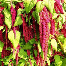 Amaranthus Caudatus Love Lies Bleeding Seeds (Amaranthus caudatus) known for ornamental backyard planting