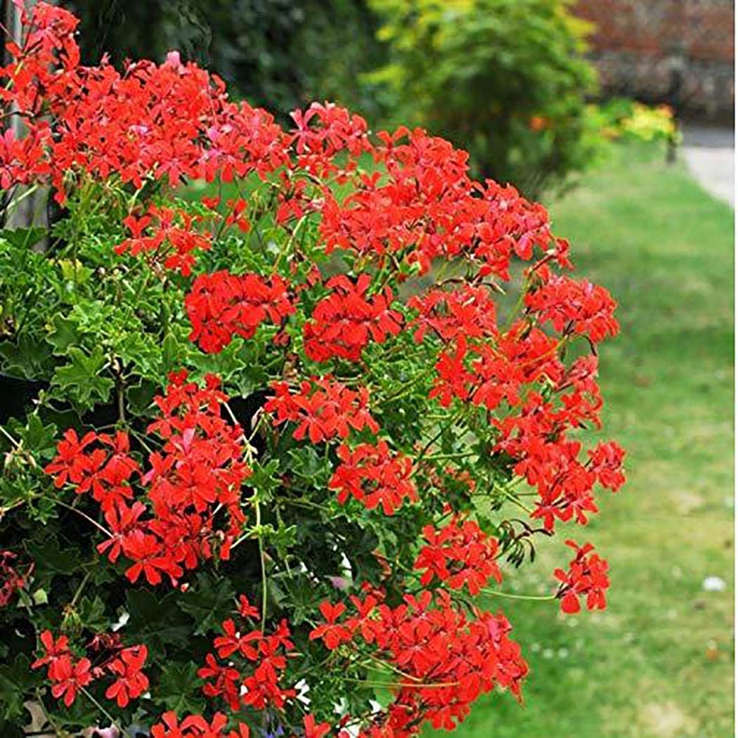 Geranium Red Pelargonium hortorum flower seeds for planting in home garden or decorative pots - for planting in home garden