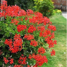 Geranium Red Pelargonium hortorum flower seeds for planting in home garden or decorative pots - for planting in home garden