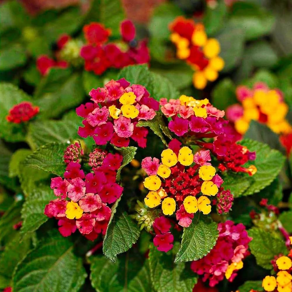 Lantana Camara flower seeds for planting in butterfly garden