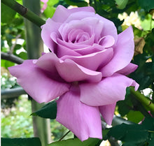 Rosa Lavendel Seeds for growers filling out the Purple Garden Blooms