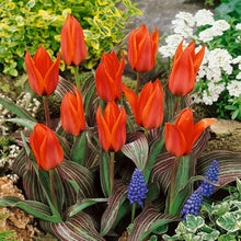 Tulips Red Seeds for a bright addition to the home garden flower bed