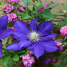 Clematis Bulbs for seasonal color across the Garden