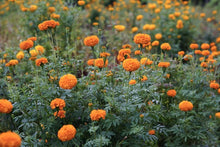 Hohe Chinesische Aster "King Size" Seeds for seasonal color across the Your Garden