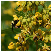 Wild Senna Seeds (Senna hebecarpa) for a lasting display in the Flower Bed & Home Garden