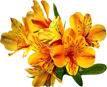 Alstroemeria Seeds for a bright addition to the Flower Bed & Garden