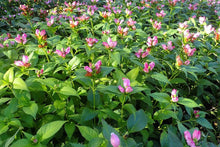 Turtlehead Seeds (Chelone obliqua) for a lasting display in the flower beds and damp gardens