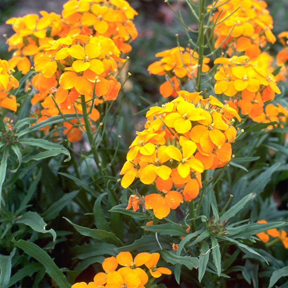 Sibirian Wallflower Seeds â€“ Cold-Hardy Orange Blooms Loved by Pollinators
