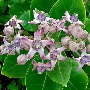 Milkweed Crown Flower Asclepias coronaria for planting in garden