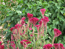 Plant Seeds (Gallo crest) for growers filling out the backyard gardens