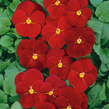 Pansy Seeds (Viola x wittrockiana) for a lasting display in the flower bed balcony garden
