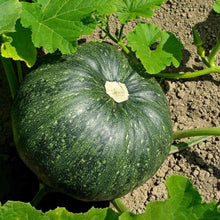 Wolf Pumpkin Seeds valued by growers for delicious Fruit