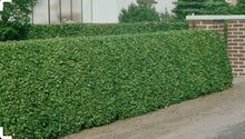 Ligustrum Vulgare Plants (Ligustrum vulgare) known for hedge