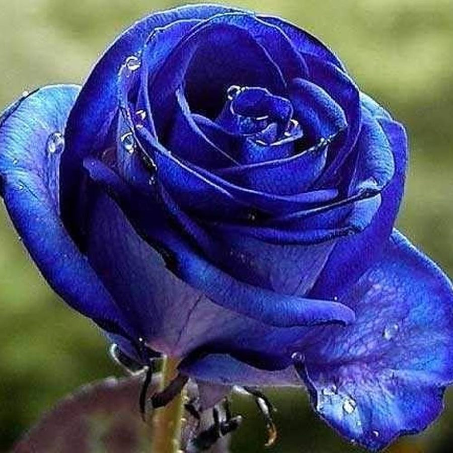 Rose Flower for planting