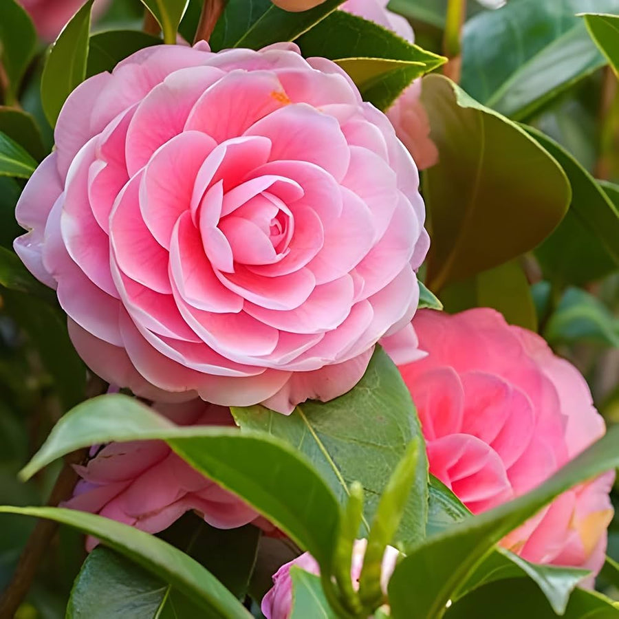 Camellia flower Seeds (Camellia japonica) for colorful blooms in the pots, balcony, or backyard gardening
