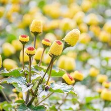 Acmella Oleracea Plant Seeds (Acmella oleracea) for growers filling out the Garden & Flower Bed