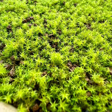 Green Moss Seeds (Moss spp.) for a bright addition to the Flower Bed & Home Garden