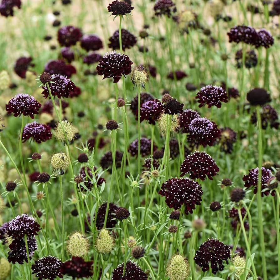 Queen Anne's lace flower Daucus carota Gothic black heirloom seeds for planting in decorative floral gardens