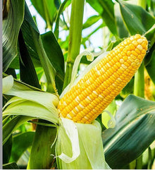 Sweet Corn Seeds (Zea mays) for productive rows in the Organic Home Garden Cultivation