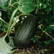Long Pie Pumpkin Seeds (Cucurbita pepo) for growers stocking the Vegetable Patch