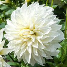 Light Purple White Dahlia Seeds for a lasting addition to the landscape