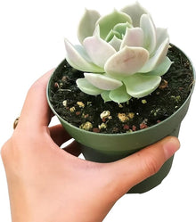 Echeveria Cante cm Choice White Leaved Mexican Rosette Succulent Seeds for easy-care planting in pots or beds