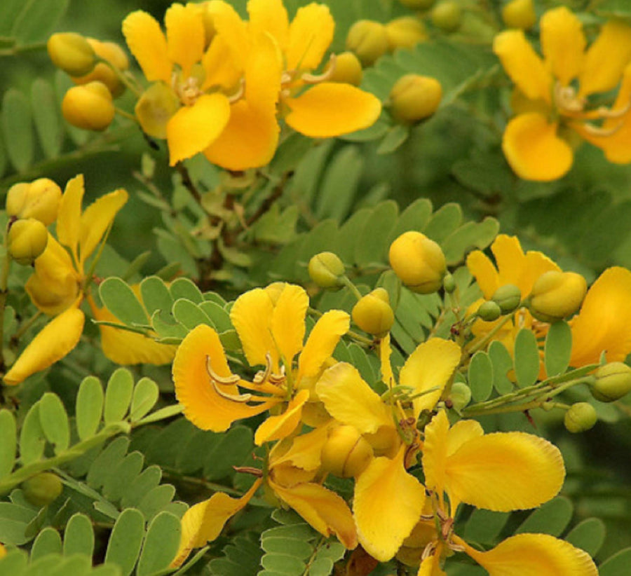 Cassia auriculata  Avaram Senna bright yellow flowers planting