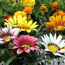 Gazania Seeds prized for pink Gardening