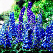 Larkspur Blue Spire Seeds for a lasting display in the Heirloom Flower Garden Borders