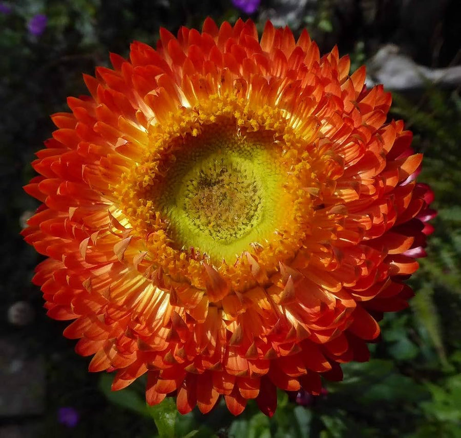 Immortelle straw daisy (Helichrysum) seeds for annual herb garden