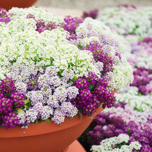 Sweet Alyssum Lobularia maritima for garden edge planting