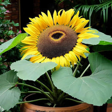 Sunflower Seeds for seasonal color across the Helianthus mix garden border sunny yard