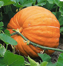 Giant Pumpkin Seeds (Cucurbita maxima) for productive rows in the Vegetable Gardens