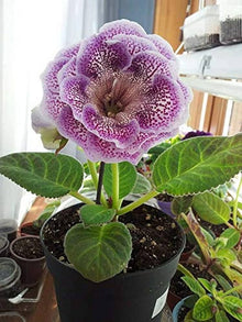 Gloxinia Mixed Colors Sinningia Seeds for reliable seasonal color