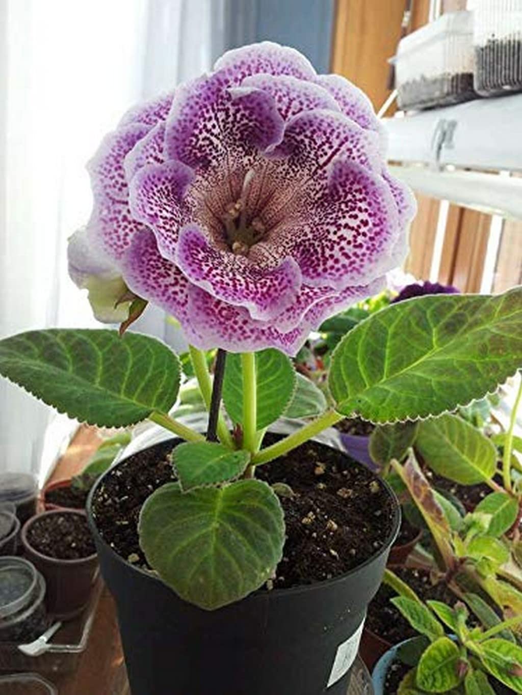 Gloxinia Giant Hybrid (Sinningia) flower seeds â€“ velvety annual blooms