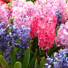 Army Green: New Hyacinthus Orientalis Seeds for long-term planting in the yard