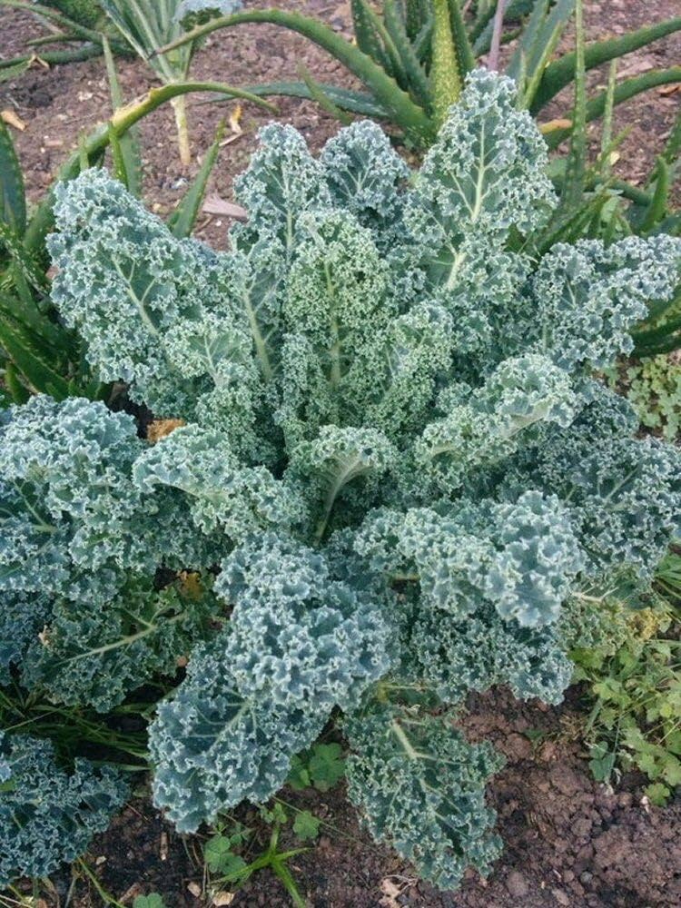 Semi dwarf blue curled Scotch kale seeds