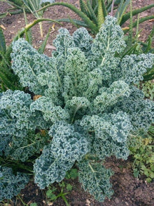 Semi dwarf blue curled Scotch kale seeds