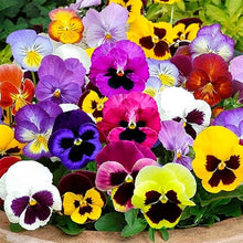 Viola Sorbet XP Rosa Halo Seeds known for white Viola Flowers