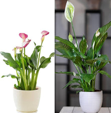 Light Green Lily (Lilium spp.) for indoor bonsai and colorful garden use