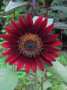 Sunflower Velvet Queen Seeds (Helianthus annuus) for a lasting display in the Pollinator Garden